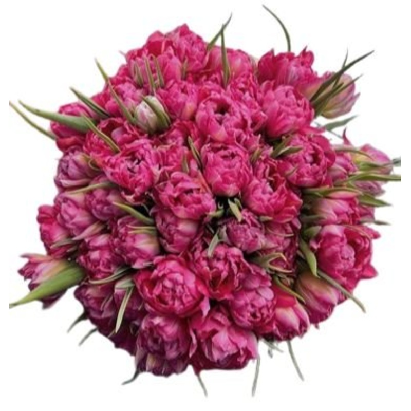 Cerise Double Tulips Bouquet-Medium (25 stems) & Regular (30 stems) & Large (40 stems) & Extra Large (50 stems) & Luxury (65 stems) & Glamour (80 stems) & Exclusive Glamour (100 stems) & Premium (120 stems) & Premium Extra (140 stems) & Posh (160 stems)