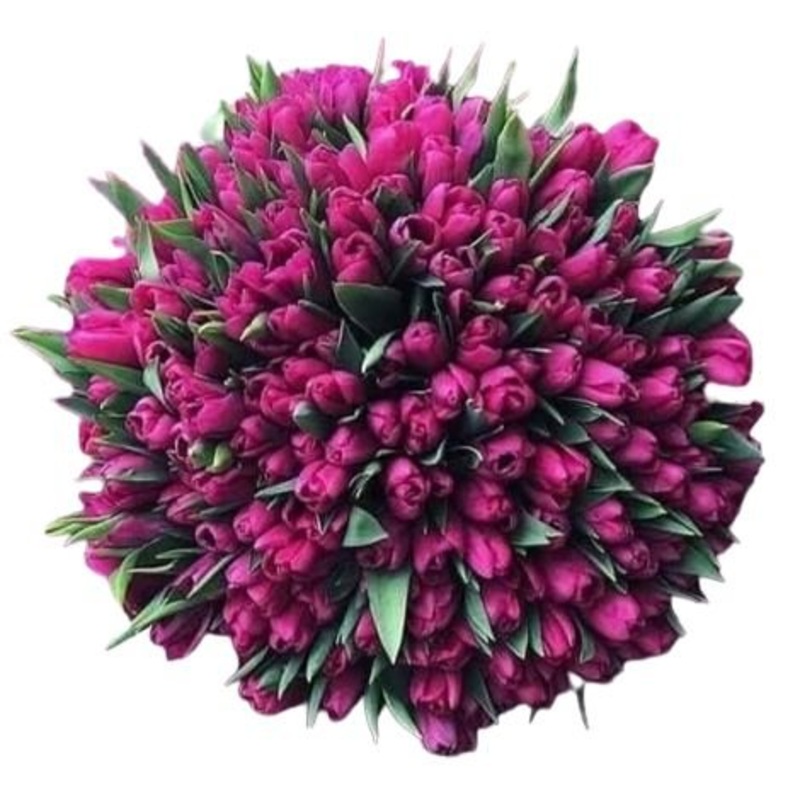 Cerise Tulips Bouquet-Medium (20 stems) & Regular (25 stems) & Large (30 stems) & Extra Large (35 stems) & Luxury (40 stems) & Glamour (50 stems) & Excusive Glamour (60 stems) & Premium (70 stems) & Premium Extra (80 stems) & Deluxe (100 stems) & Deluxe E