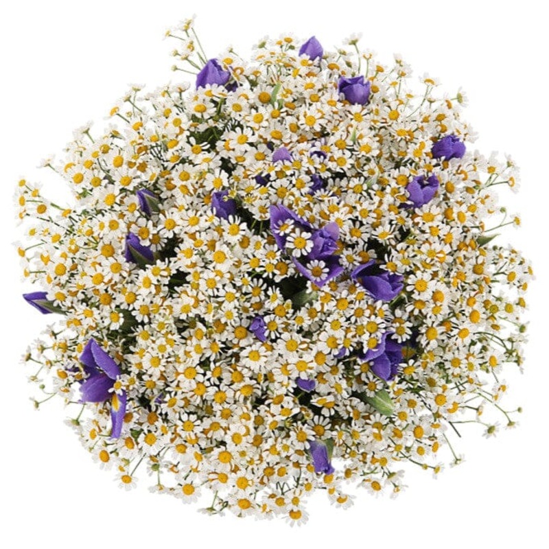 Classic Bouquet of Daisy Tanacetum with Irises