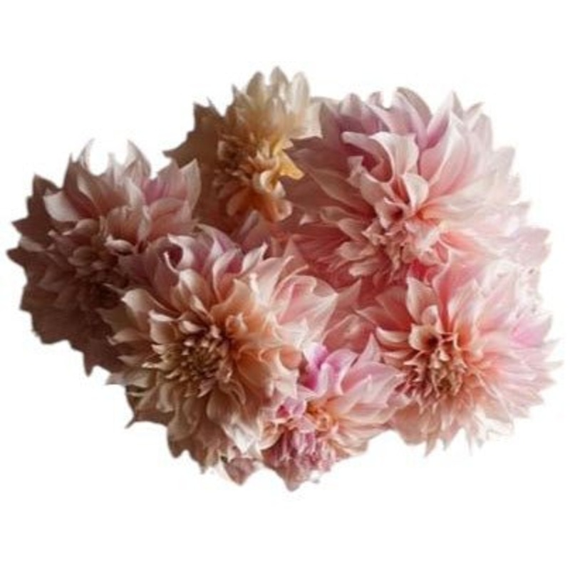 Classic Cafe au Lait Dhalia Bouquet