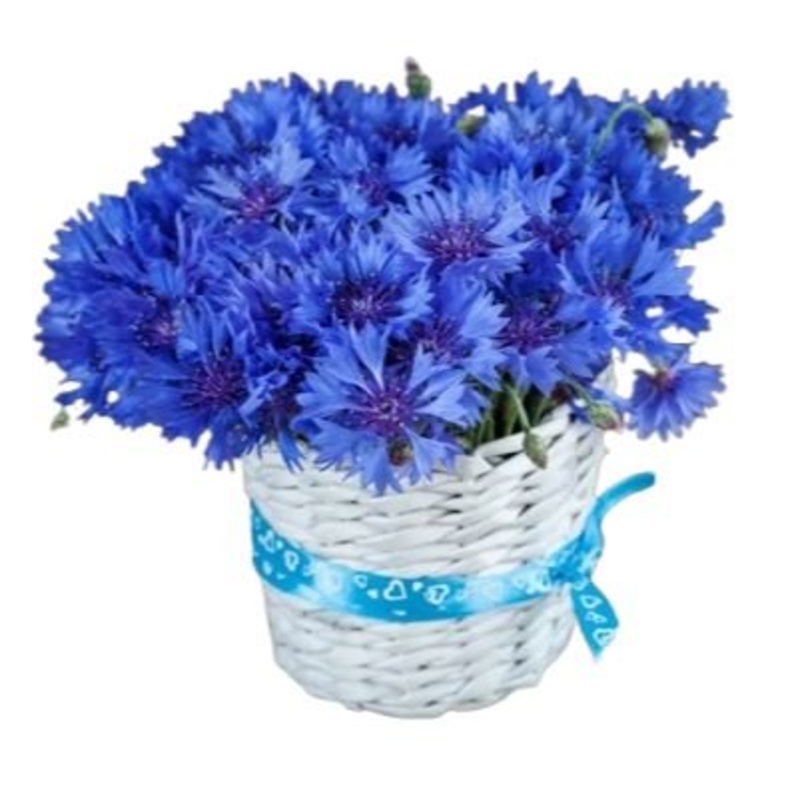 Cute Basket of Cornflowers-Extra Small (25 stems) & Small (35 stems) & Regular (45 stems) & Large (60 stems) & Extra Large (80 stems) & Luxury (100 stems) & Glamour (120 stems) & Exclusive Glamour (140 stems) & Premium (160 stems) & Premium Extra (180 ste