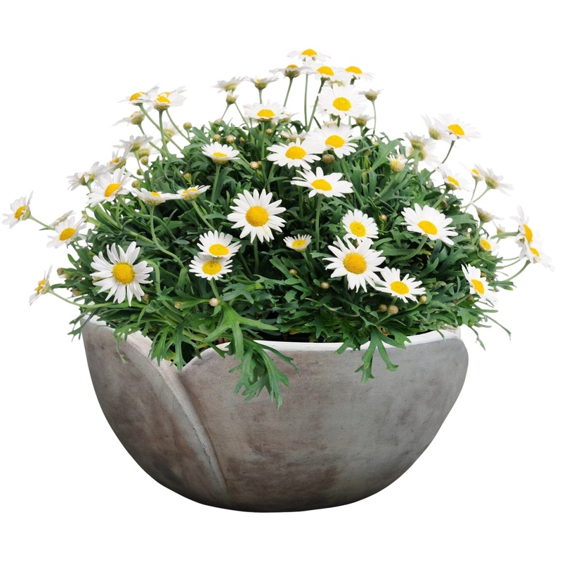 Daisy Marguerite in Ceramic Bowl