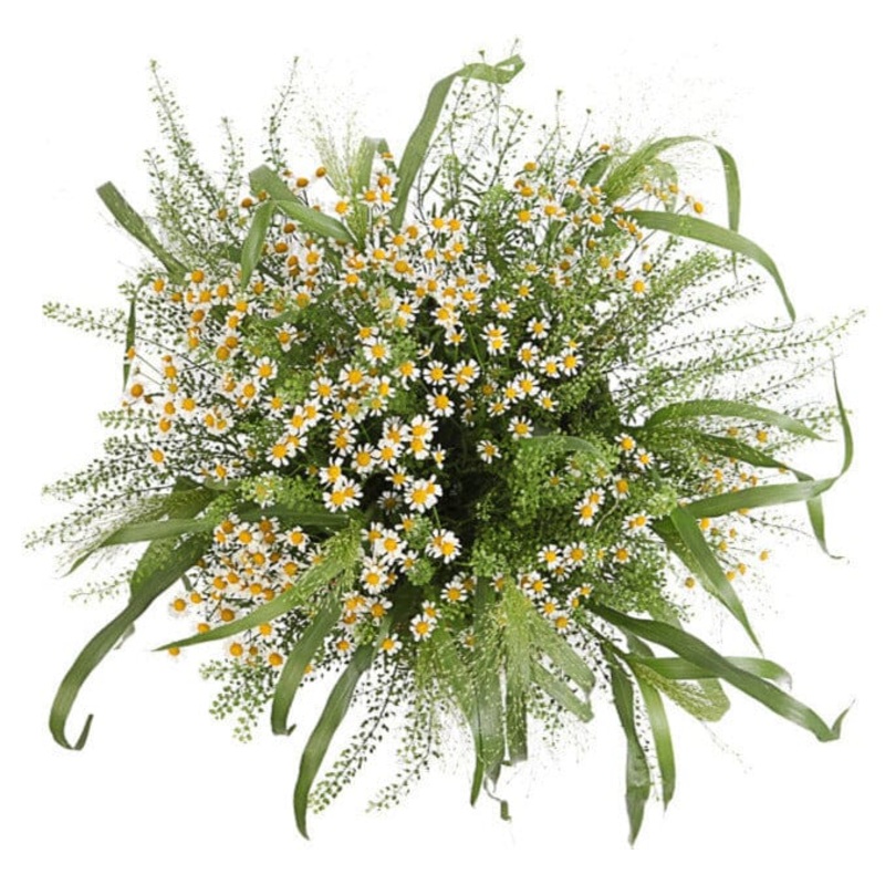 Daisy Tanacetum in Greenery Bouquet
