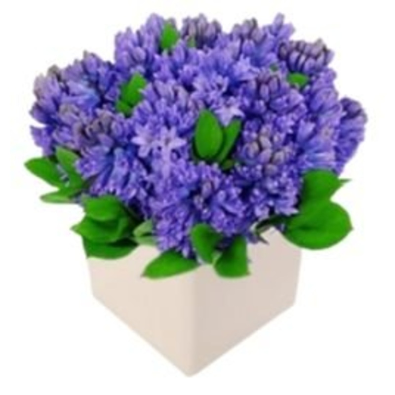 Fragrant Hyacinths in a Box-Medium (15 stems) & Regular (20 stems) & Large (25 stems) & Extra Large (30 stems) & Luxury (35 stems) & Glamour (40 stems) & Exclusive Glamour (50 stems) & Premium (60 stems) & Premium Extra (80 stems) & Posh (100 stems)-Blue