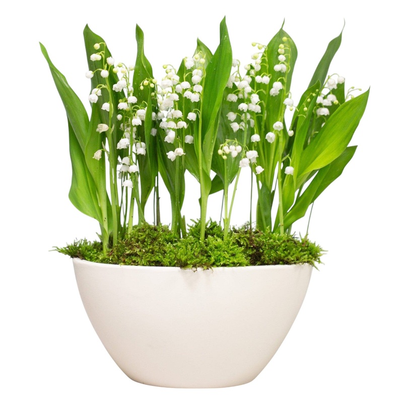 Fragrant Lily of Valley with Roots in Oval Pot