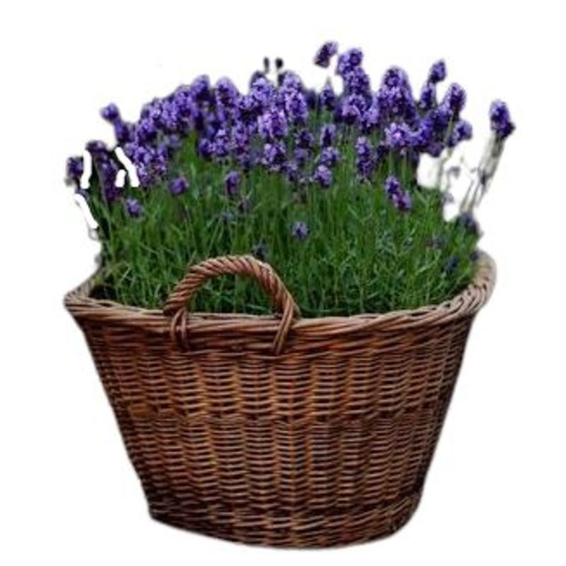 Lavendula in the Basket-Small (2 plants) & Medium (3 plants) & Large (5 plants) & Luxury (7 plants) & Glamour (10 plants)-Brown Basket & White Basket & Gray Basket & Purple Basket