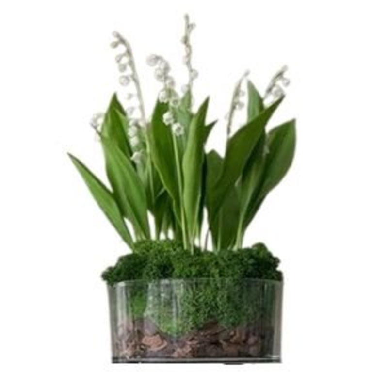 Luxury Lily of Valley Arrangement in Glass Cylinder Pot