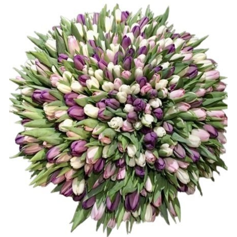 Splendid Bouquet of Tulips-Regular (30 stems) & Large (40 stems) & Extra Large (50 stems) & Luxury (60 stems) & Glamour (70 stems) & Exclusive Glamour (80 stems) & Premium (90 stems) & Premium Extra (100 stems) & Posh (120 stems) & Deluxe (150 stems) & De