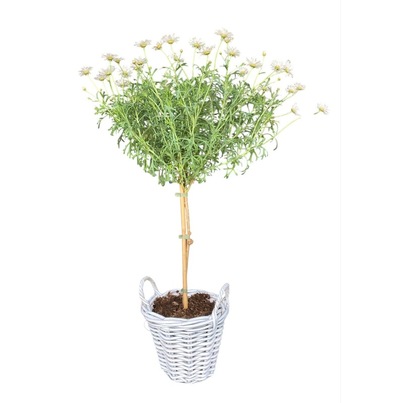 Argyrathemum Daisy Tree in Rattan Basket