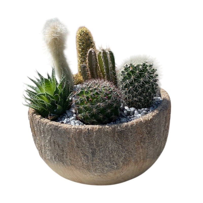 Assorted Cactus in Ceramic Bowl
