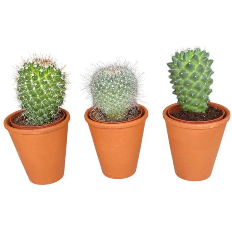 Assorted Cactus Trio Terracota Pot