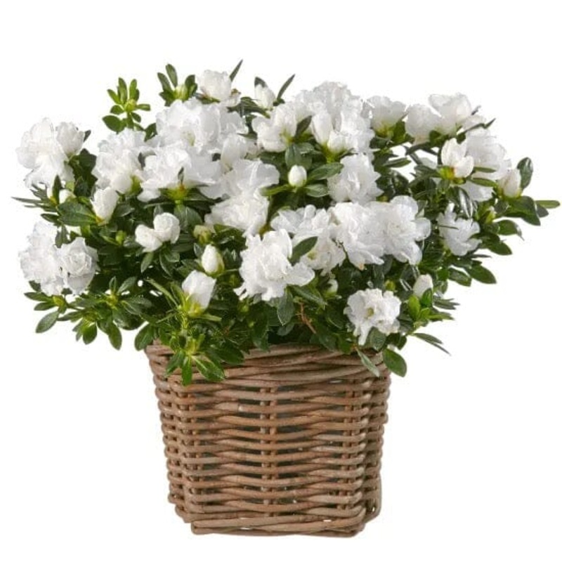 Basket of Azalea Plant-Medium (H:20 – 30cm) & Large (H:30 – 40cm)-White Azalea & Pink Azalea & Red Azalea
