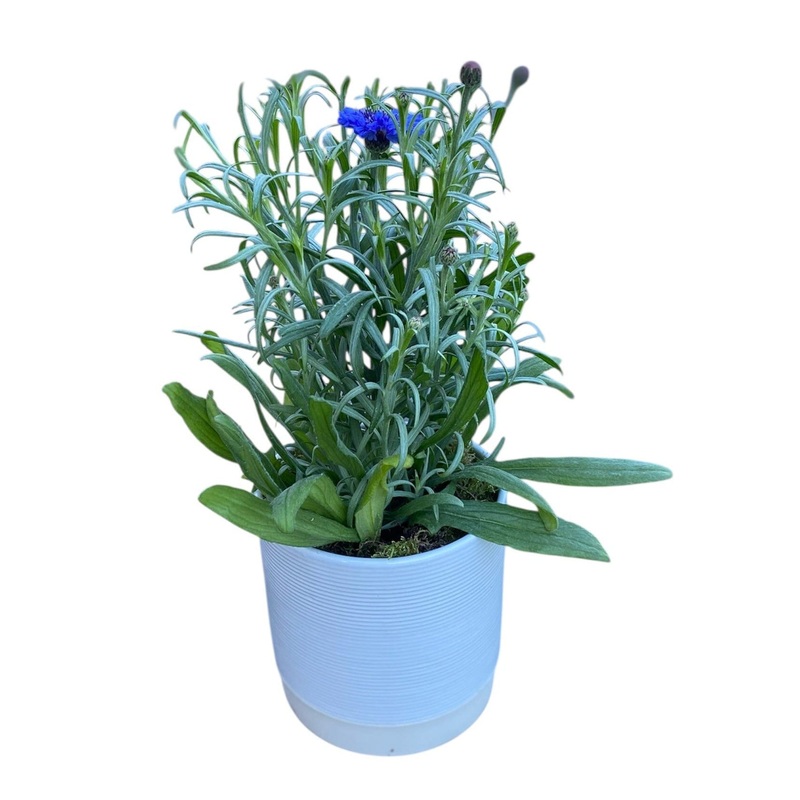 Blue Cornflowers Plant  in Ceramic Pot