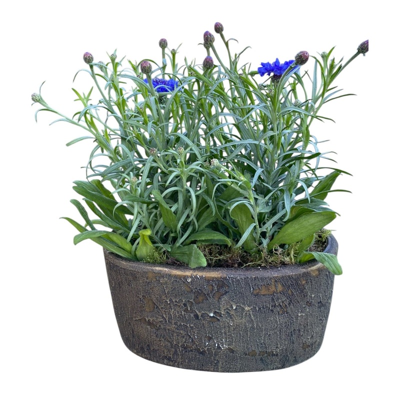 Blue Cornflowers Plant in Elliptic Ceramic Pot