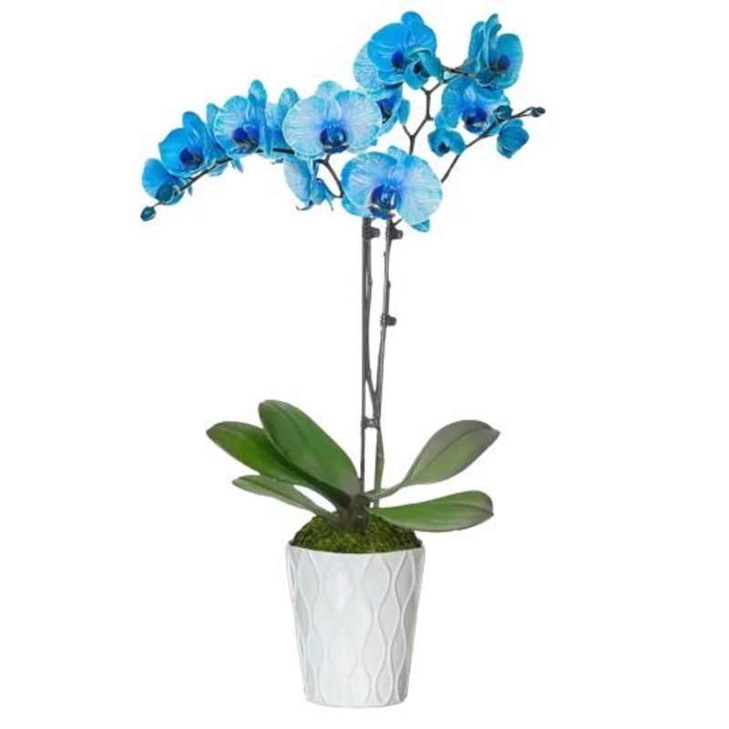 Blue Phalenopsis Orchids Ceramic Pot
