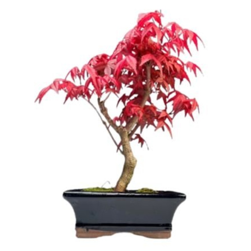 Bonsai Acer Deshojo-Small (H: 25 – 30cm) & Regular (H: 40 – 50cm)-Black Pot & White Pot & Cream Pot