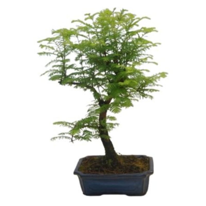 Bonsai Metasequoia Tree-Small (H: 30 – 35cm) & Regular (H: 45 – 50cm)-Black Pot & Cream Pot & Blue Pot