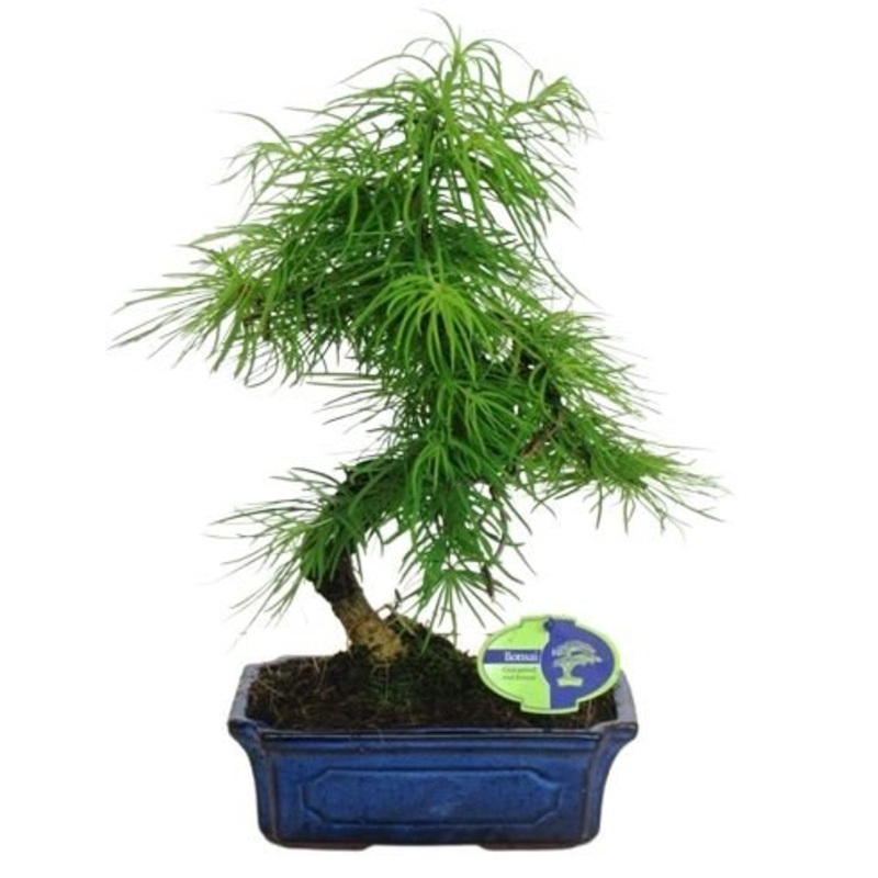 Bonsai Pseudolarix Amabilis-Small (H:30 – 35cm) & Regular (H:40 – 50cm)-Black Pot & Cream Pot & Blue Pot
