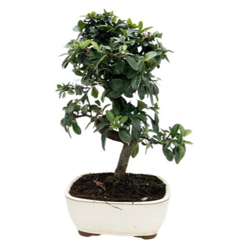 Bonsai Pyracantha Tree-Small (H: 25 – 30cm) & Regular (H: 35 – 40cm)-Black Pot & Cream Pot & Blue Pot