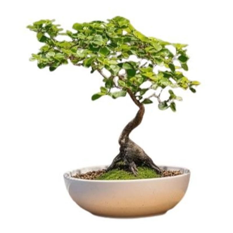 Bonsai Zelkova Serrata Tree-Small (H: 25 – 30cm) & Regular (H: 35 – 40cm)-Cream Pot & Black Pot & Blue Pot