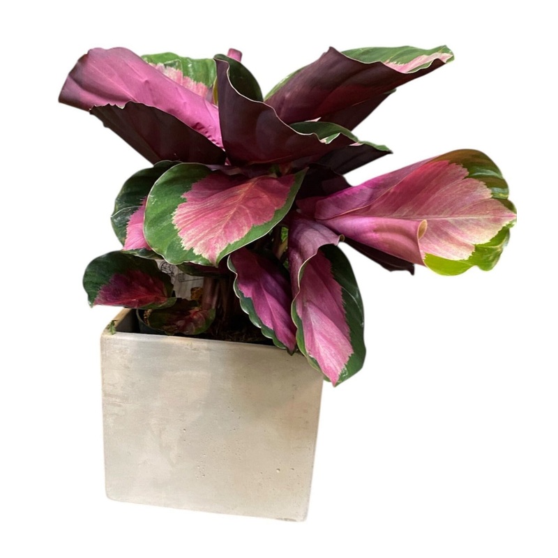 Calathea Roseopicta Rosy in Pot