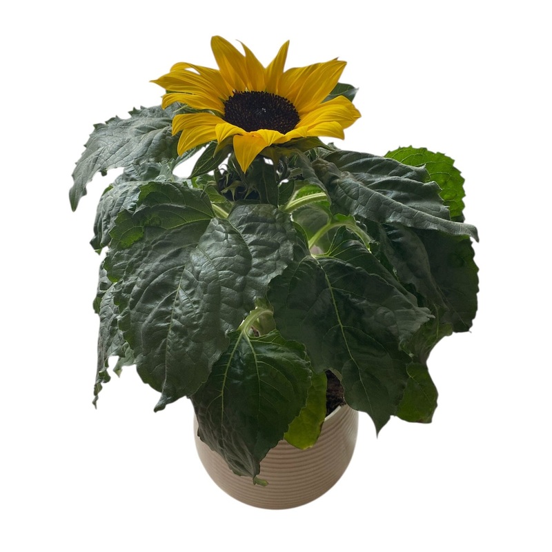 Ceramic Pot of Beautiful Sunflowers