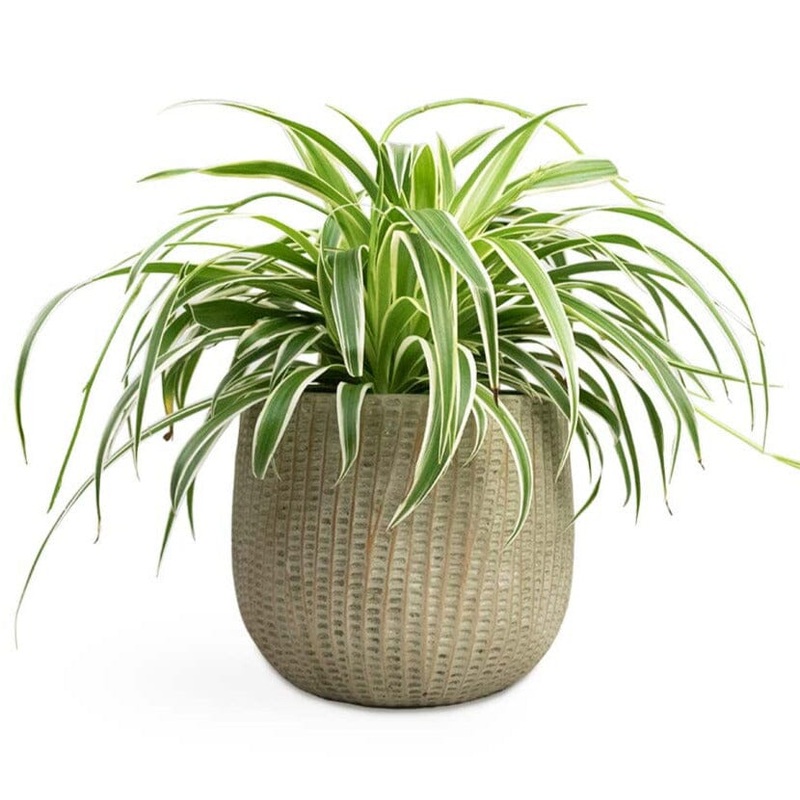Ceramic Pot of Vibrant Spider Plant