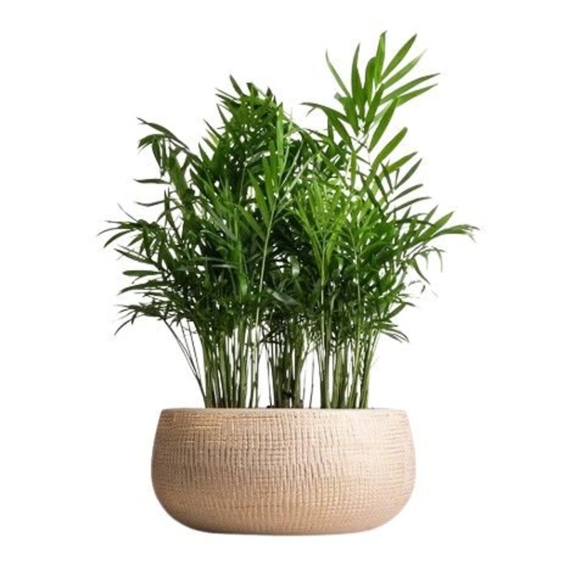 Chamaedorea Elegans in Ceramic Bowl