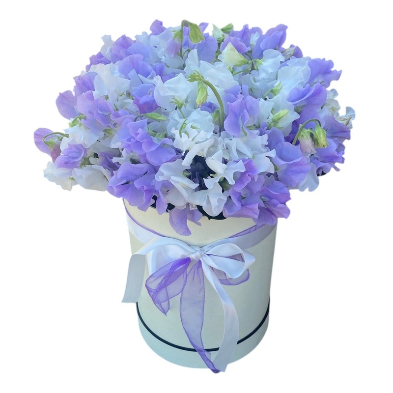 Charming Box of White and Lavender Sweet Pea