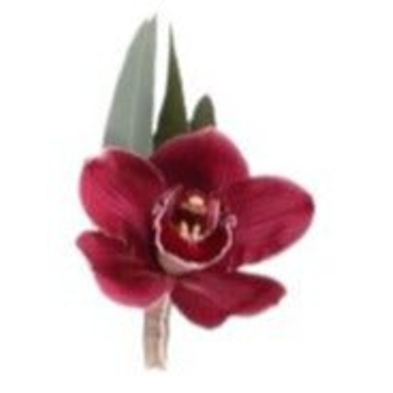 Cymbidium Orchids Buttonhole-Red Cymbidium Orchids & White Cymbidium Orchids & Pink Cymbidium Orchids & Yellow Cymbidium Orchids & Green Cymbidium Orchids & Orange Cymbidium Orchids