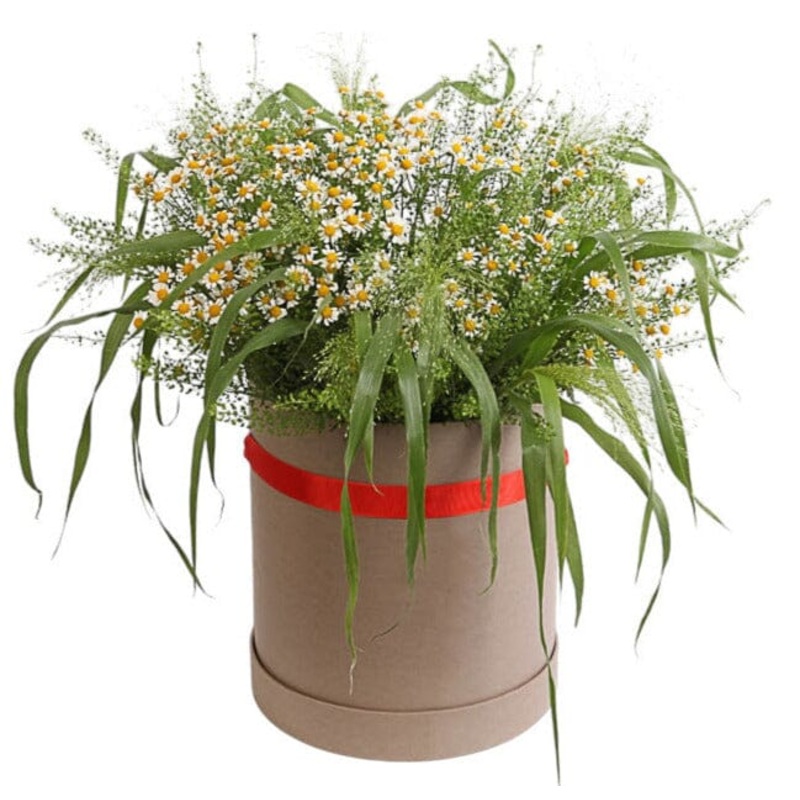 Daisy Tanacetum in Greenery Box