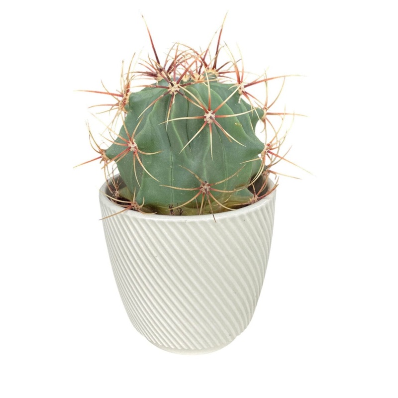 Large Assorted Cactus in Ceramic Pot