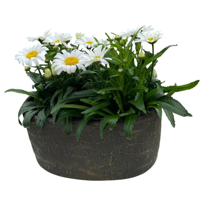 Leucanthemum Vulgare in Elliptic Ceramic Pot