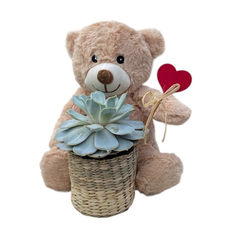 Lovely Succulent Basket with Teddy Bear Gift Set
