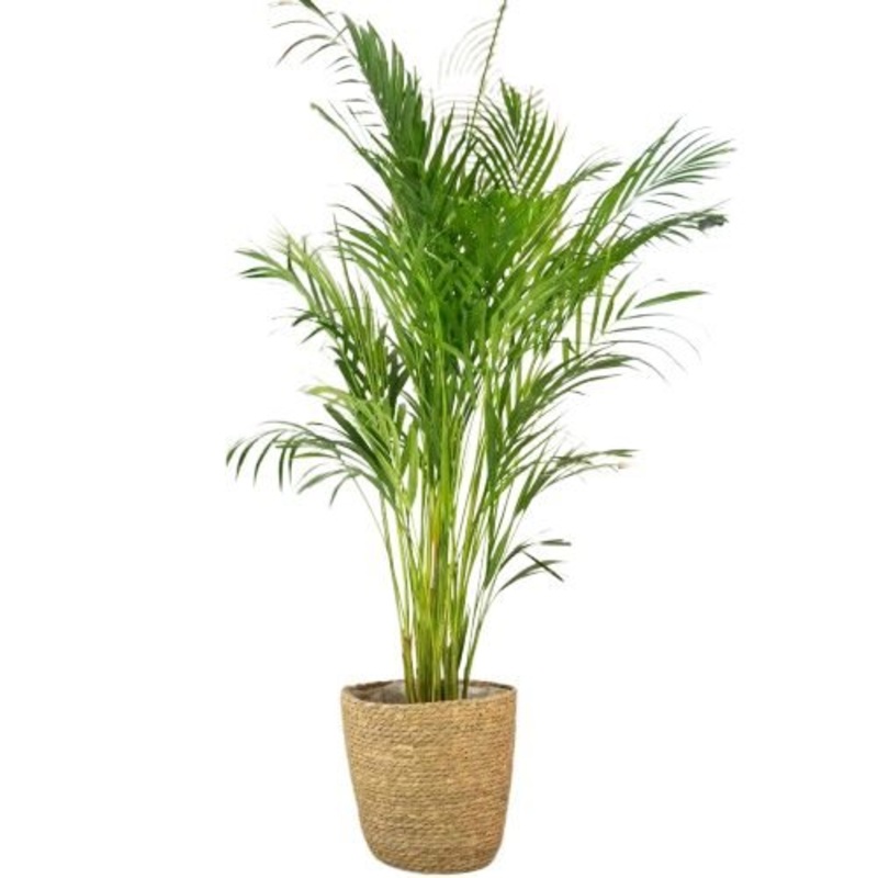 Luxury Areca Palm in Basket-Small (H: 80 – 90cm) & Regular (H: 110 – 120cm) & Large (H: 140 – 150cm) & Luxury (H: 160 – 170cm)-Natural Basket & White Basket & Gray Basket