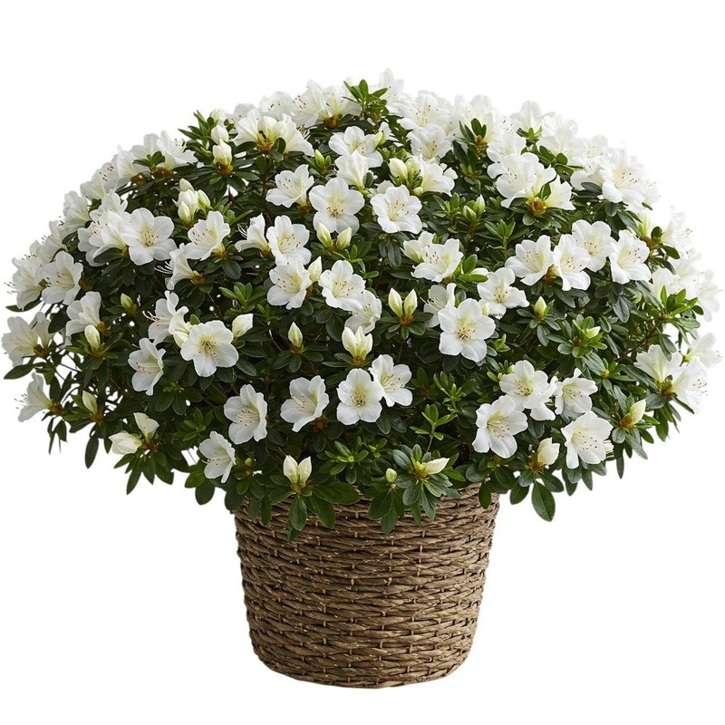 Luxury Azalea Basket Arrangement