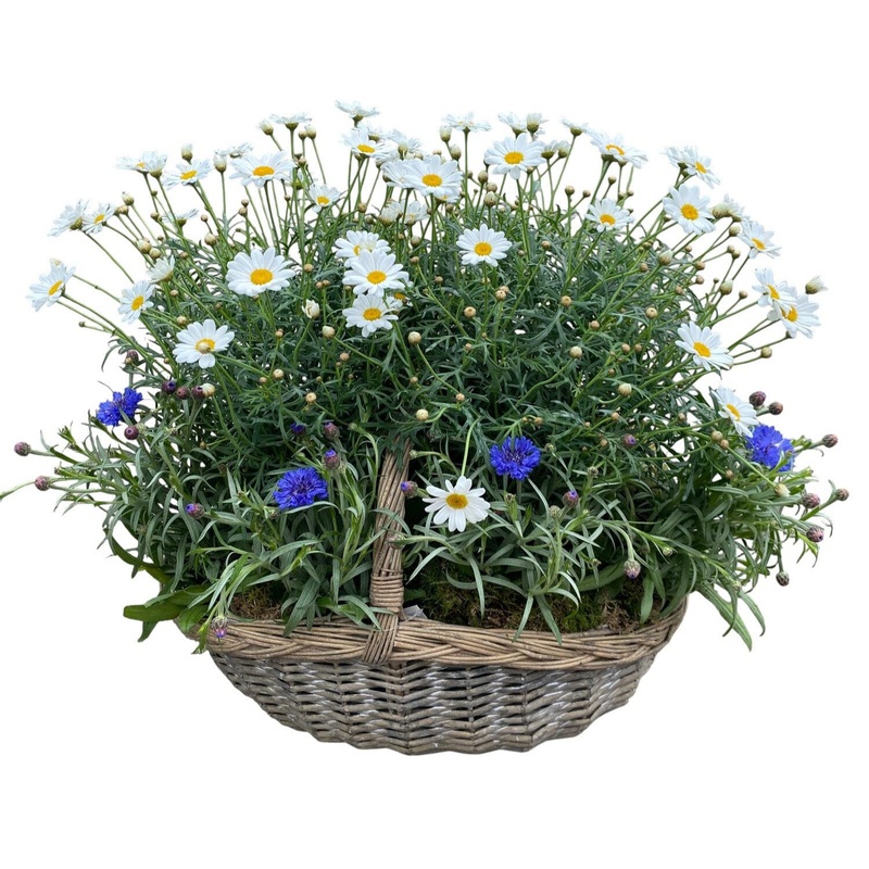 Luxury Basket of Daisy and Cornflowers Plants