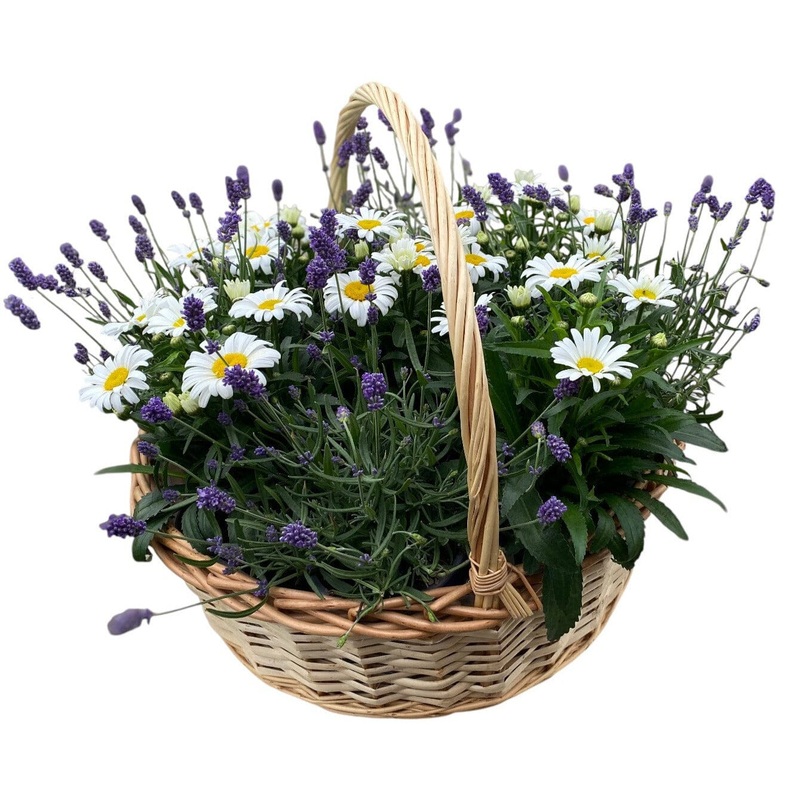 Luxury Basket of Daisy Leucanthemum and Lavendula