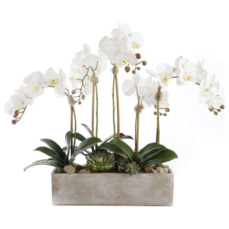 Luxury Designe of Phalaenopsis Orchids with Succulent in Cement Pot
