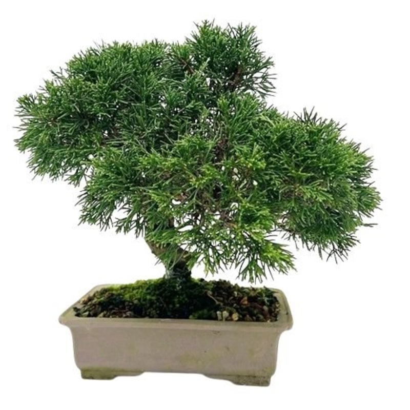 Luxury Juniperus Chinensis Bonsai