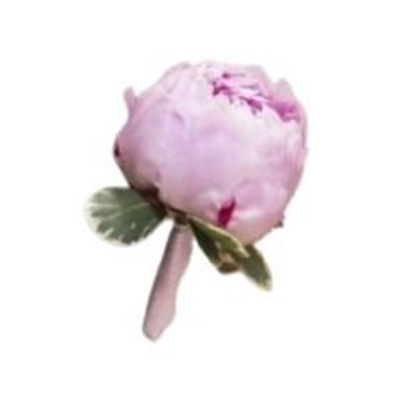 Peonies Buttonhole-Pink Peonies & White Peonies & Cerise Peonies & Red Peonies & Coral Peonies