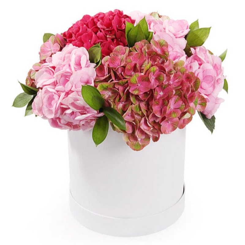 Pink Shades Hydrangea Box-Small (5 stems) & Regular (7 stems) & Large (10 stems) & Extra Large (12 stems) & Luxury (15 stems) & Glamour (20 stems) & Exclusive Glamour (25 stems) & Premium (30 stems) & Premium Extra (40 stems) & Posh (50 stems) & Deluxe (8