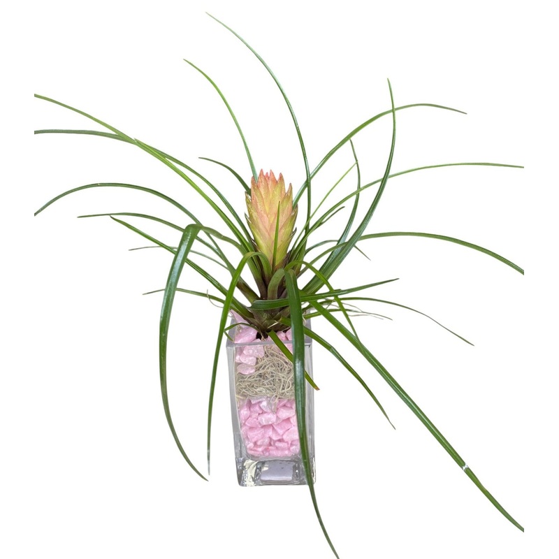 Pink Tillandsia Glass Tank Arrangement