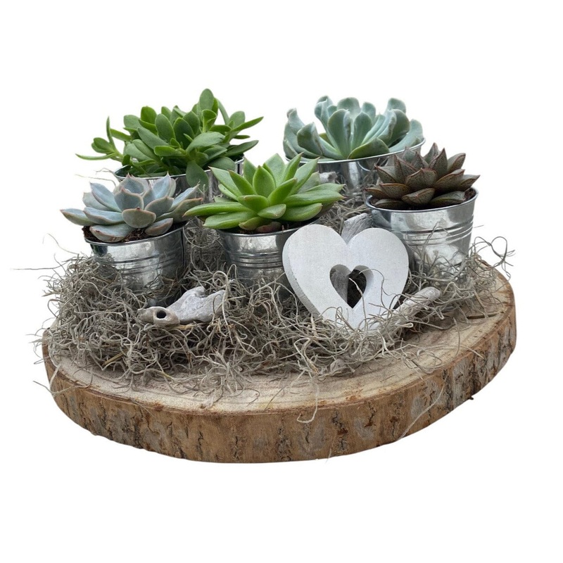 Pretty Assorted Succulent on Wood