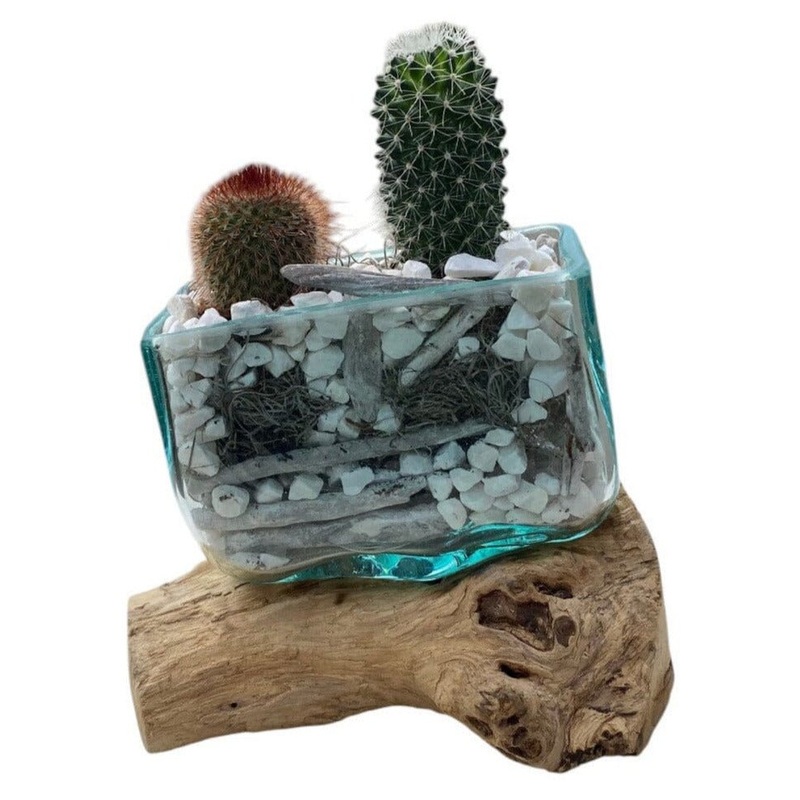 Rustic Cactus Arrangement on Wood