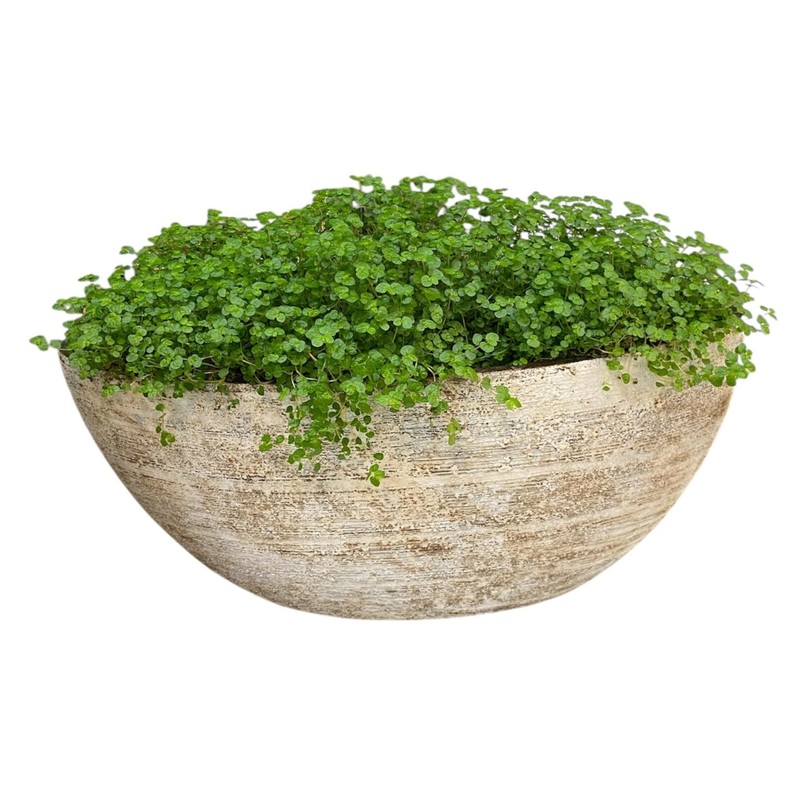 Soleirolia in Ceramic Boat Pot