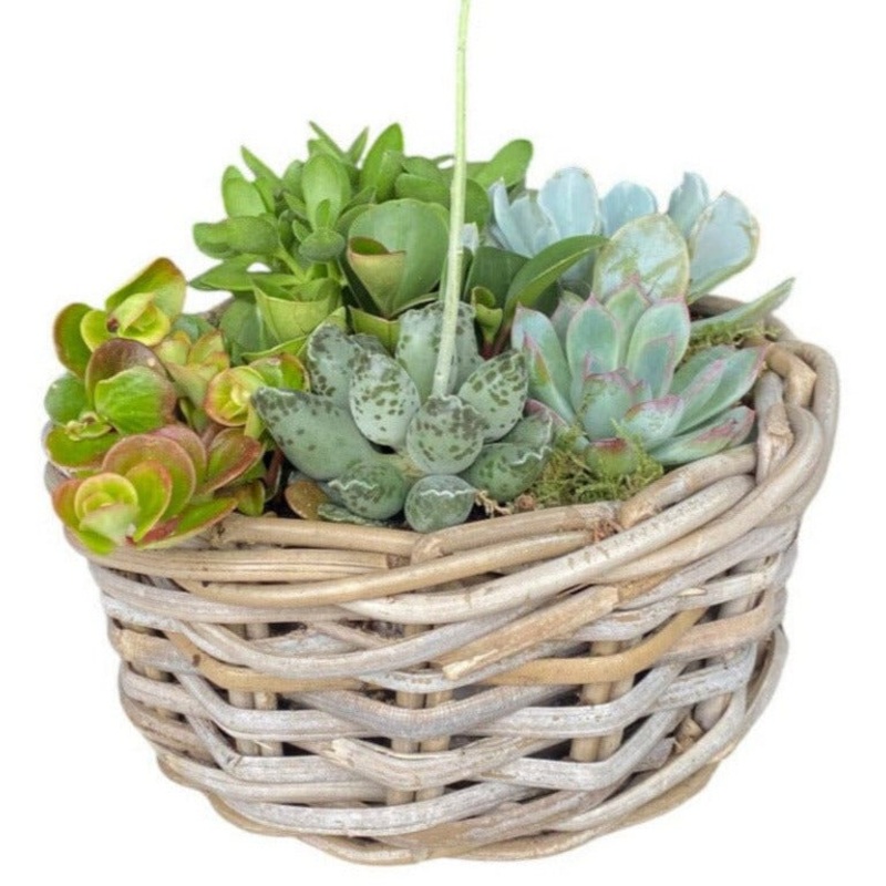 Succulent Arrangement in Round Wicker Basket