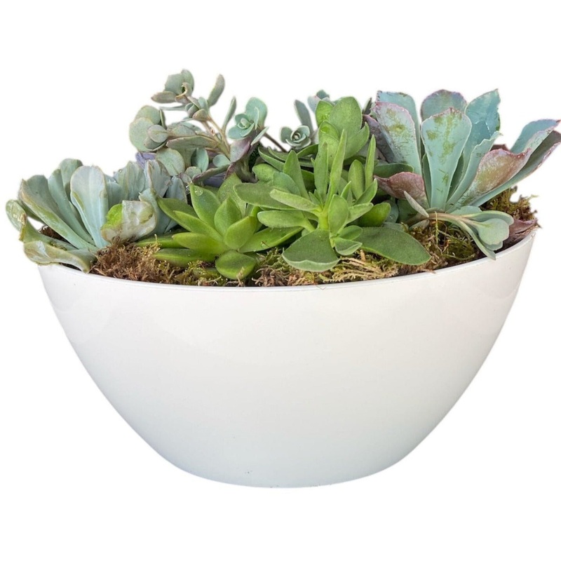 Succulent in White Oval Pot-Small ( 3 plants) & Regular (5 plants) & Large ( 7 plants)