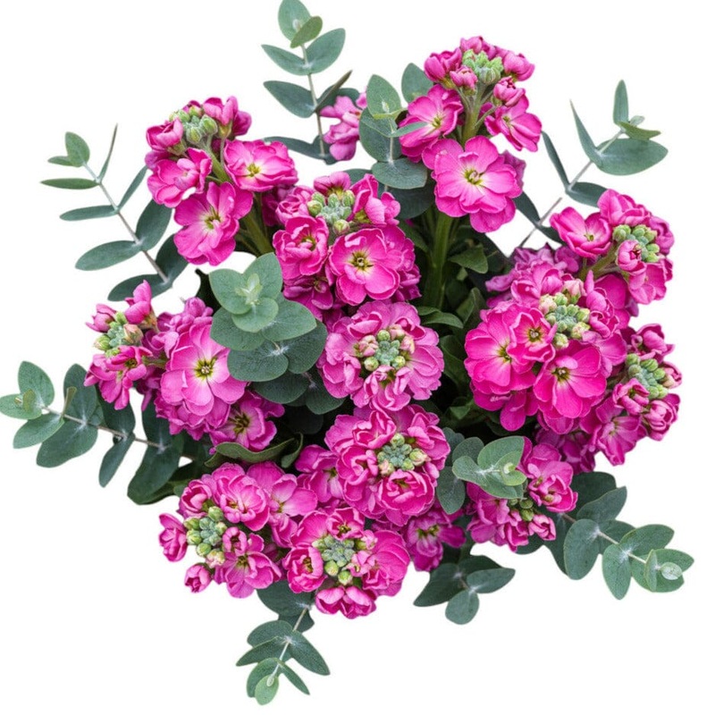 Aromatic Bouquet of Stock and Eucalyptus
