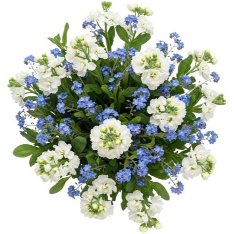 Blue Forget Me Not with Fragrant Stocks Bouquet